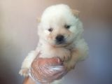 Chow Chow Yavrular