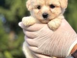 Sevimli Morkie Yavrum