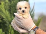 Küçük Morkie Yavrum