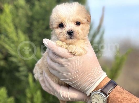 Küçük Morkie Yavrum görsel