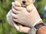 Sevimli Morkie Yavrum