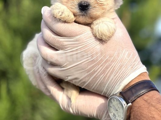 Sevimli Morkie Yavrum görsel
