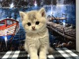 Full Scr Ay 12 Ve Ay 1133 Çok Tatlı Bebekler