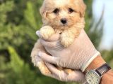 Küçük Maltipoo Bebeğim