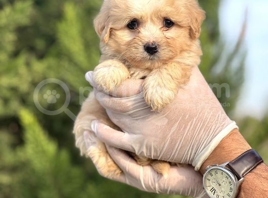 Küçük Maltipoo Bebeğim