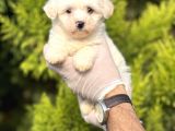 Morkie Bebeğim
