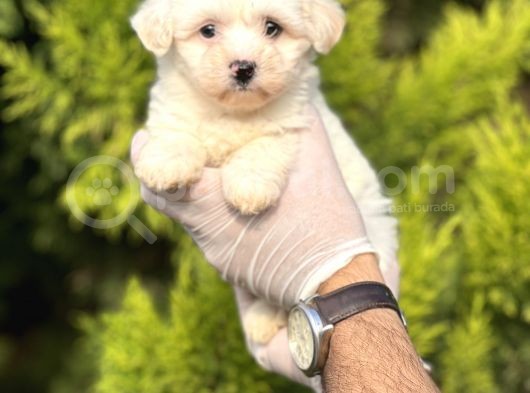 Morkie Bebeğim görsel