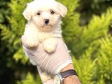 Morkie Bebeğim