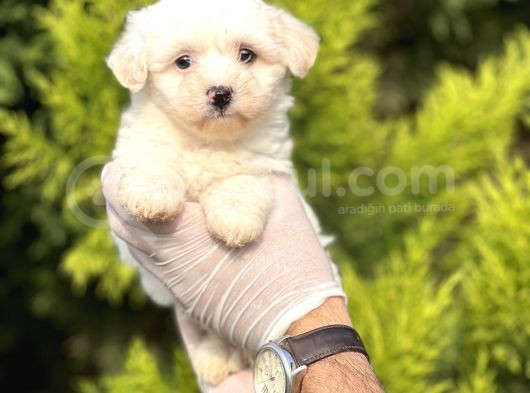 Morkie Bebeğim görsel