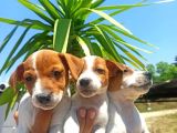 Jack Russel Yavrular
