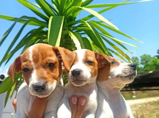 Jack Russel Yavrular görsel