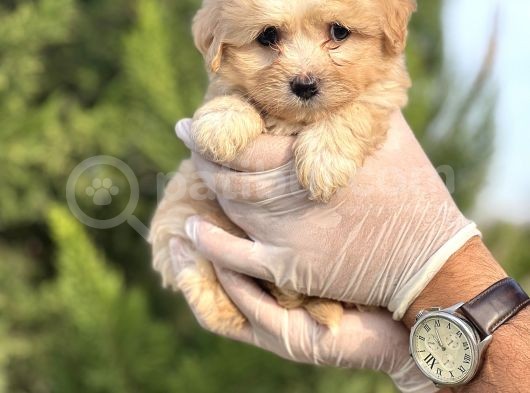 Küçük Maltipoo Bebeğim görsel