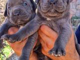Cane Corsa Yavrular