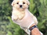 Küçük Maltipoo Yavrum