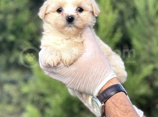Küçük Maltipoo Yavrum görsel