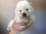 Chow Chow Yavrular