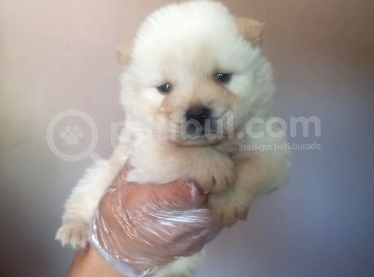 Chow Chow Yavrular