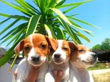 Jack Russel Yavrular
