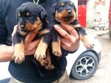 Rottweiler Yavruları