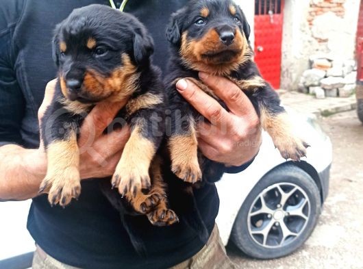 Rottweiler Yavruları
