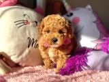 Mi̇ni̇ Red Malti̇poo Yavrular