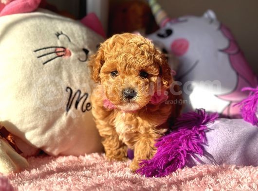 Mi̇ni̇ Red Malti̇poo Yavrular görsel
