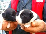 Border Collie Yavrular