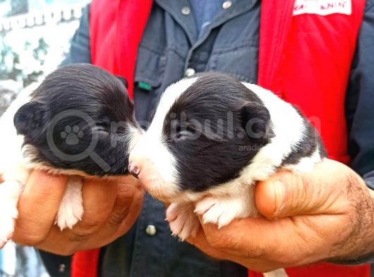 Border Collie Yavrular görsel