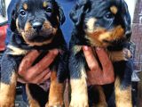 Rottweiler Yavruları