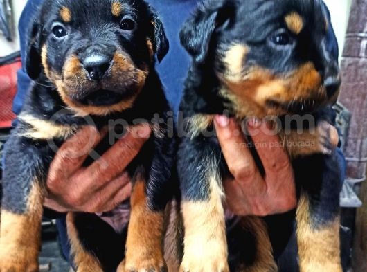 Rottweiler Yavruları görsel
