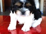 Morkie Cinsi Yavrular 