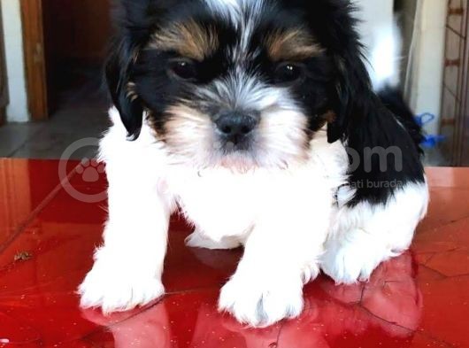 Morkie Cinsi Yavrular 