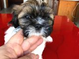 Morkie Cinsi Yavrular 