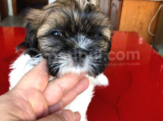Morkie Cinsi Yavrular  görsel