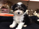 Morkie Cinsi Yavrular