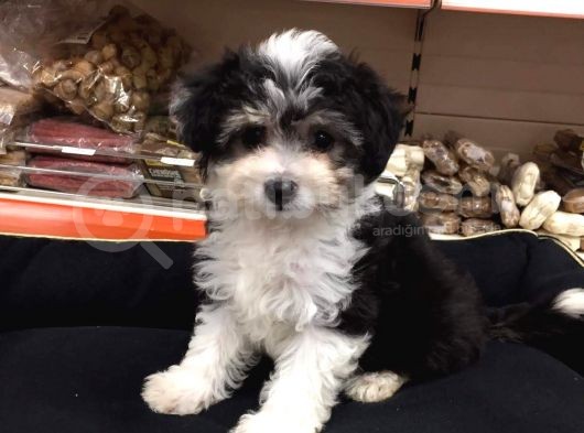 Morkie Cinsi Yavrular
