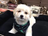 Morkie Cinsi Yavrular 