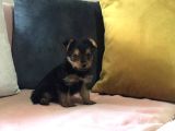 Morkie Cinsi Yavrular 