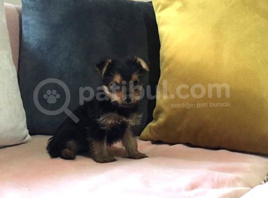 Morkie Cinsi Yavrular 