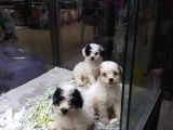 Morkie Cinsi Yavrular 