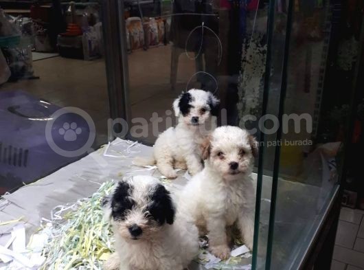 Morkie Cinsi Yavrular 