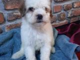 Morkie Cinsi Yavrular 