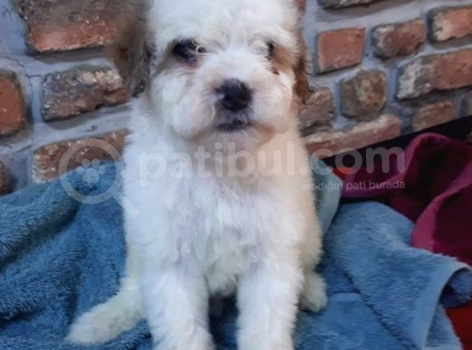 Morkie Cinsi Yavrular  görsel