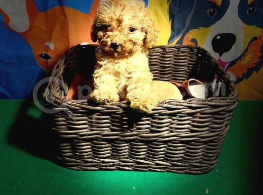 Ori̇ji̇nal Toy Poodle Yavrularimiz