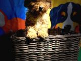 Ori̇ji̇nal Toy Poodle Yavrularimiz