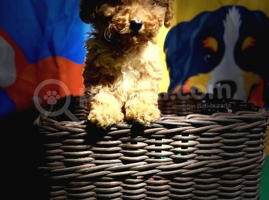Ori̇ji̇nal Toy Poodle Yavrularimiz görsel