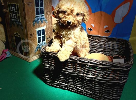 Ori̇ji̇nal Toy Poodle Yavrularimiz görsel