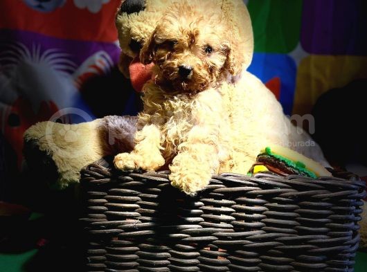 Di̇şi̇ Toy Poodle Yavrularimiz görsel
