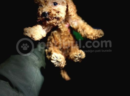 Red Toy Poodle Yavrularimiz görsel
