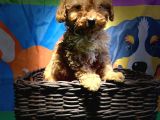 Red Toy Poodle Yavrularimiz